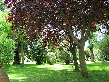 Bellissima immagine del parco delle Sondraie di Bolgheri